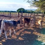 Acompañará FAO a México en política ganadera libre de deforestación