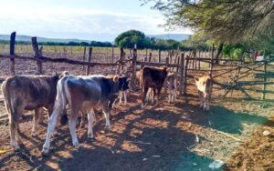 Acompañará FAO a México en política ganadera libre de deforestación