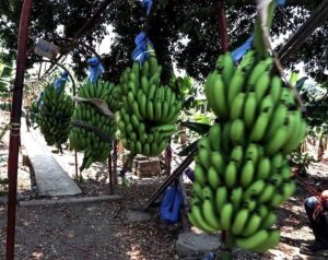 Acciones para prevenir ingreso de enfermedad del plátano