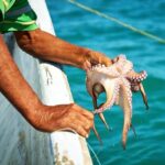 Inició México evaluación internacional de pesca de pulpo
