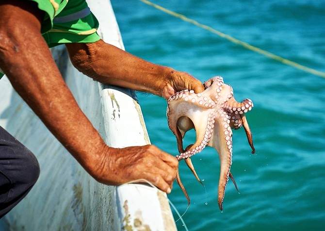 Inició México evaluación internacional de pesca de pulpo