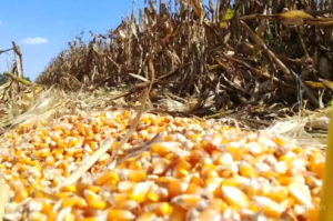 Riesgo al agro mexicano importación de ganado y granos baratos