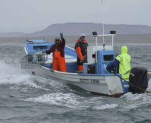 Veda de siete especies marinas en 10 estados