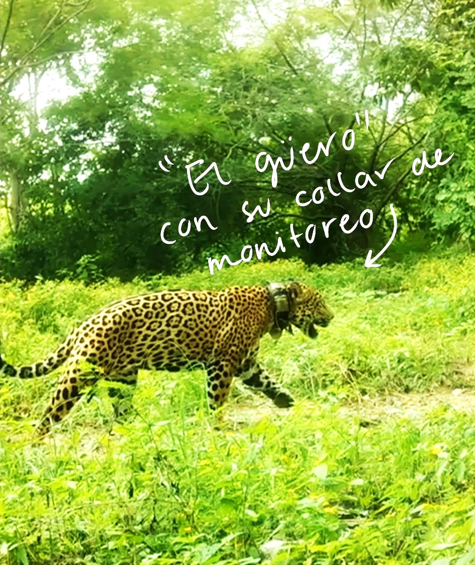 Jaguar Nayarit1
