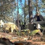 Reintroducen en vida silvestre al lobo mexicano en Durango