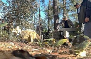 Reintroducen en vida silvestre al lobo mexicano en Durango