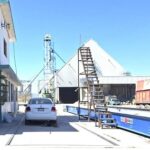 Desabasto de semilla de calidad para la producción