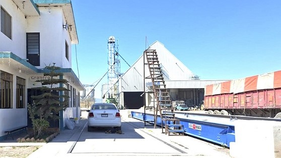 Desabasto de semilla de calidad para la producción