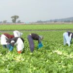 Sin contrato laboral nueve de 10 jornaleros agrícolas