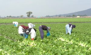 Sin contrato laboral nueve de 10 jornaleros agrícolas