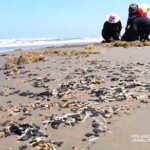 Inaceptable ocultar información por derrame en Golfo de México