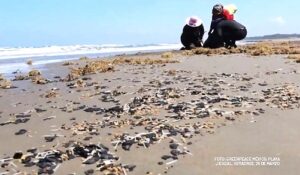 Inaceptable ocultar información por derrame en Golfo de México