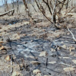 Incrementan penas por delitos medio ambientales