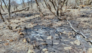 Incrementan penas por delitos medio ambientales