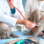 La medicina veterinaria en primera línea para la salud humana