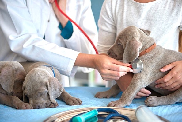 La medicina veterinaria en primera línea para la salud humana