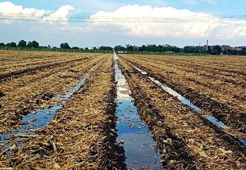 Incertidumbre en cada ciclo agrícola en el norte del país
