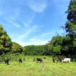 Acompaña FAO a México en proyecto de ganadería sin deforestación