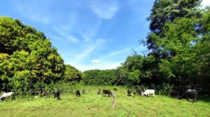 Acompaña FAO a México en proyecto de ganadería sin deforestación
