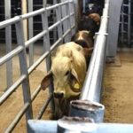 Son 21 estados con presencia del gusano barrenador del ganado