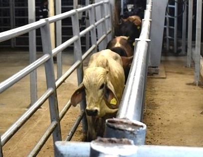 Son 21 estados con presencia del gusano barrenador del ganado