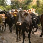 Persiste alerta por GBG problema sanitario y crisis en cadena productiva