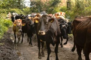 Persiste alerta por GBG problema sanitario y crisis en cadena productiva