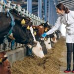 Innovación tecnológica respalda consumo seguro de leche y carne