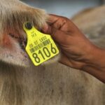 Alternativas para eliminar el arete. En Europa sistema obligatorio