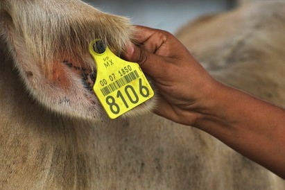 Alternativas para eliminar el arete. En Europa sistema obligatorio