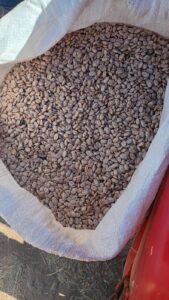 Comprará Aguascalientes el frijol de Zacatecas