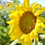 El girasol fuente estratégica de alimento para las abejas