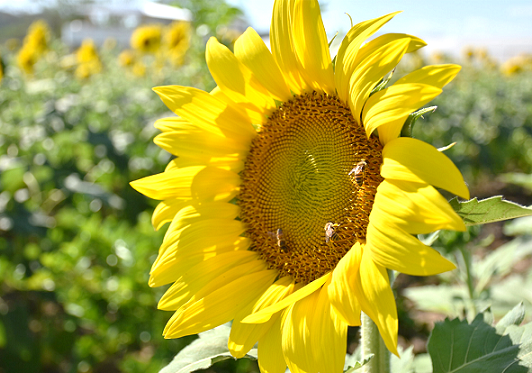 El girasol fuente estratégica de alimento para las abejas