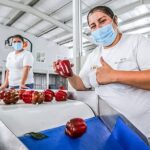 Primer embarque de pimiento de México a Japón
