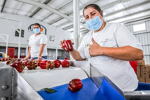 Primer embarque de pimiento de México a Japón