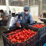 Continuará alto el precio del jitomate