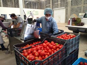 Continuará alto el precio del jitomate