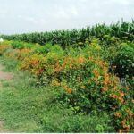 Franjas florales, aliadas de la agricultura regenerativa