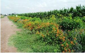 Franjas florales, aliadas de la agricultura regenerativa