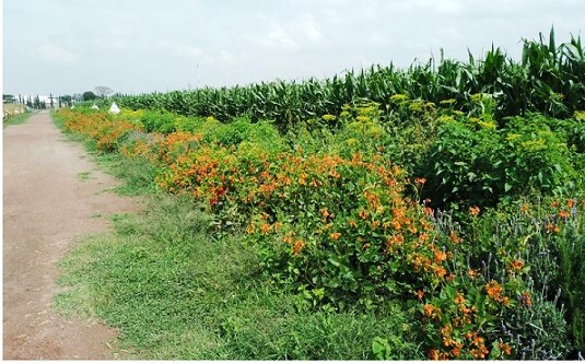 Franjas florales, aliadas de la agricultura regenerativa