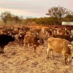 Larvas en fauna silvestre el contagio del GBG en Tejas