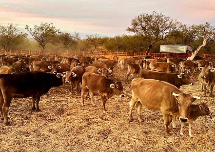 Larvas en fauna silvestre el contagio del GBG en Tejas