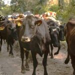 Amenaza GBG productividad y sanidad de la ganadería