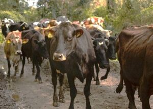 Amenaza GBG productividad y sanidad de la ganadería