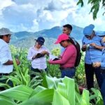 Desafío el fenómeno del Niño para México y CA: CIMMYT