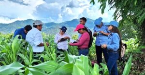Desafío el fenómeno del Niño para México y CA: CIMMYT