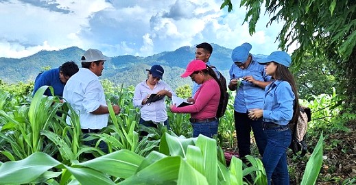 Desafío el fenómeno del Niño para México y CA: CIMMYT