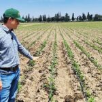 Desarrolla CIMMYT sistemas agrícolas a partir de residuos de la CDMX