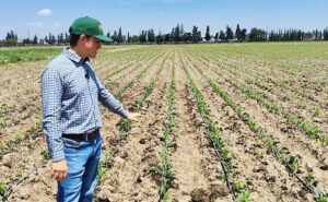 Desarrolla CIMMYT sistemas agrícolas a partir de residuos de la CDMX