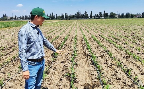Desarrolla CIMMYT sistemas agrícolas a partir de residuos de la CDMX